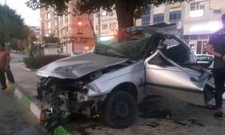 درختی که جان دو نفر در کرمانشاه را گرفت