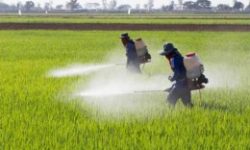 سمپاشی مزارع و خزانه های برنج؛با هدف معدوم سازی در روستاهای بیستون