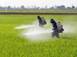 سمپاشی مزارع و خزانه های برنج؛با هدف معدوم سازی در روستاهای بیستون