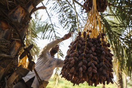 پیش‌بینی تولید ۳۵۰۰ تن خرما از نخلستان‌های کرمانشاه