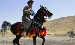 اسب کُرد به نام کرمانشاه در آستانه ثبت ملی