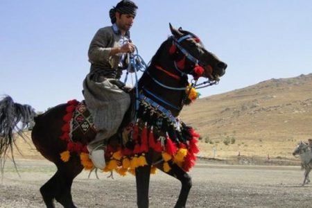 اسب کُرد به نام کرمانشاه در آستانه ثبت ملی