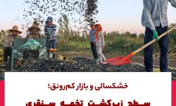 خشکسالی و بازار کم رونق؛سطح زیر کشت تخمه سنقری ۶۰درصد کاهش یافته است