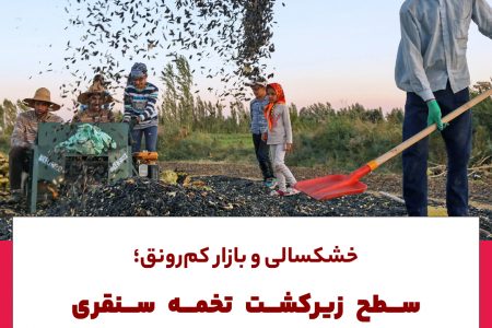 خشکسالی و بازار کم رونق؛سطح زیر کشت تخمه سنقری ۶۰درصد کاهش یافته است