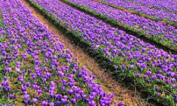 کشت زعفران در ۲۰ هکتار از اراضی کشاورزی هرسین