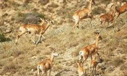 مدیرکل محیط زیست کرمانشاه خبر داد پیگیری برای ارتقاء “بمو” به منطقه حفاظت شده