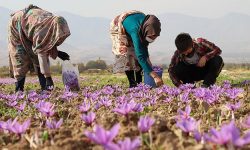 پیشبینی برداشت ۲.۵ تُن زعفران در کرمانشاه