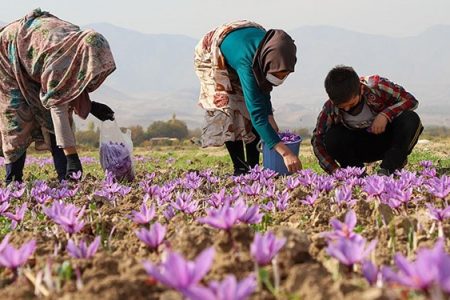 پیش‌بینی برداشت ۲.۵ تُن زعفران در کرمانشاه