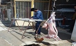 تشکیل ۶۸ پرونده قضایی برای کشتار غیرمجاز دام در کرمانشاه/ ۴۷ تُن گوشت غیربهداشتی جمعآوری شد