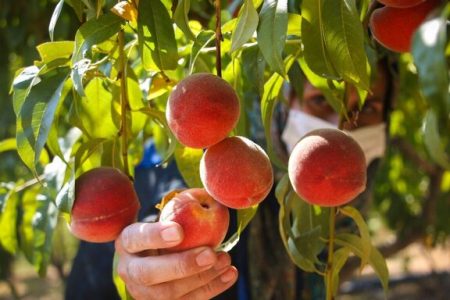 کاهش ۲۰ درصدی محصول باغات کرمانشاه به دلیل خشکسالی
