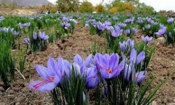 رئیس جهاد کشاورزی اسلام آبادغرب خبر داد؛ کشت بیش از ۲۰ هکتار زعفران در اسلام آبادغرب