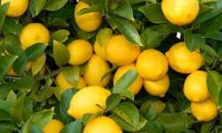 جشنواره “لیموی قصرشیرین” برگزار میشود
