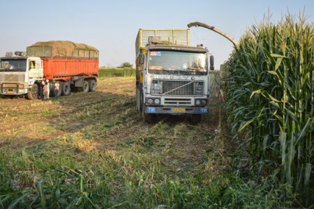 برداشت ذرت دانه‌ای از مزارع سرپل‌ذهاب آغاز شد