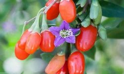 ورود گیاه «گوجی بری» به عرصه کشاورزی کرمانشاه