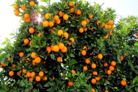 “درخت میوه” در پارک‌های کرمانشاه کاشته می‌شود