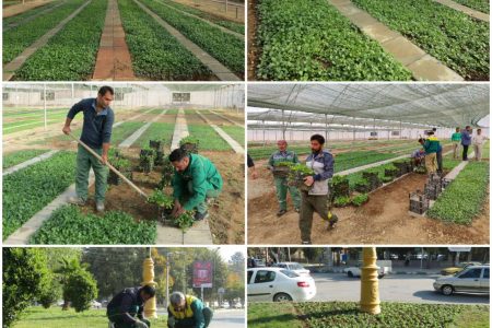 تولید و توزیع ۴۰۰ هزار نشا‌ گُل‌فصلی در کرمانشاه