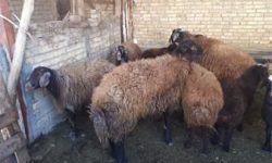 سرپرست جهاد کشاورزی کرمانشاه؛  توقف صادرات دام تا اطلاع ثانوی در کرمانشاه