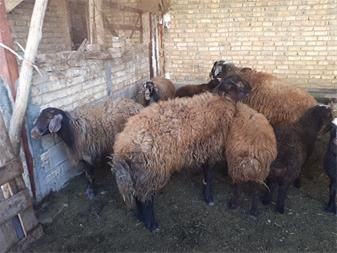 سرپرست جهاد کشاورزی کرمانشاه؛  توقف صادرات دام تا اطلاع ثانوی در کرمانشاه