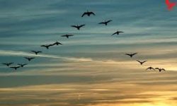 آبان از نیمه گذشت و پرندگان مهاجر به کرمانشاه نیامدند