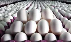 فروش “تخممرغ” در کرمانشاه کیلویی شد