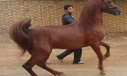 اسب کرد به نام کرمانشاه ثبت ملی شد