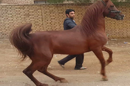 اسب کرد به نام کرمانشاه ثبت ملی شد