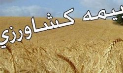 پرداخت ۷۰ میلیارد تومان برای جبران خسارت خشکسالی به کشاورزان کرمانشاهی