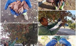 ‍ ‍ ‍ رئیس سازمان سیما، منظر و فضای سبز شهرداری کرمانشاه خبرداد؛طرح جمع‌آوری بذر درختان سطح شهر کرمانشاه