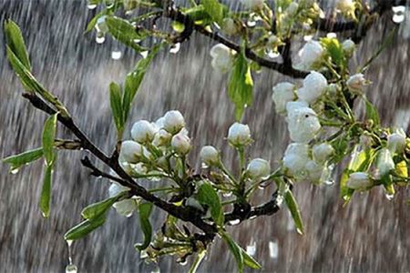 مهمانان نوروزی، امروز آسمان کرمانشاه می‌بارد