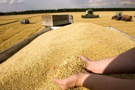 پیش‌بینی تولید گندم در استان کرمانشاه امسال بیش از ۷۵۰ هزار تن است