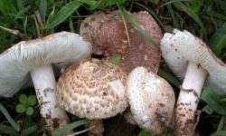قارچهای خودرو نخورید