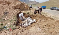 تلف شدن ۳۰راس گوسفند در حادثه رانندگی شب گذشته در هرسین