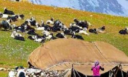 خسارت ۲۰۰ میلیارد ریالی بارندگی‌های بهاری به زیرساخت‌های عشایری استان کرمانشاه