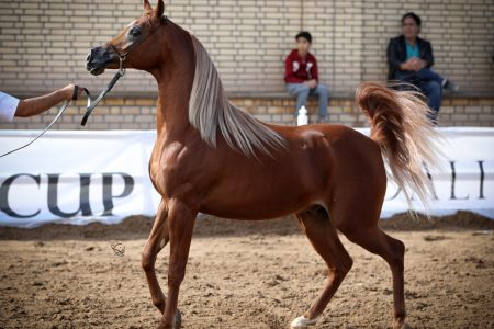 برگزاری جشنواره بین المللی اسب کُرد در هاله‌ای از ابهام