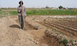 خسارت ۴۳۱ میلیارد تومانی بارش‌های بهاره به کشاورزی کرمانشاه