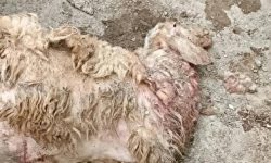 حمله گرگ به گوسفندان در جوانرود