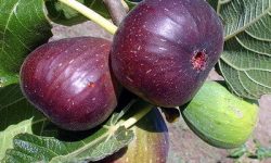 ” انجیر” دالاهو به بازار آمد