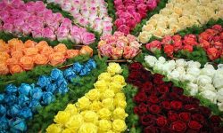 نمایشگاه گل، گیاه و گیاهان دارویی در کرمانشاه برپا شد