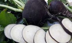 فواید استفاده از ترب سیاه برای سلامتی بدن