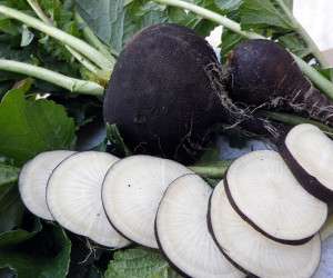 فواید استفاده از ترب سیاه برای سلامتی بدن