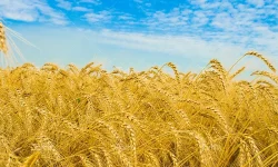 نرخ خرید تضمینی گندم ۱۷ هزار و ۵۰۰ تومان تعیین اعلام شد