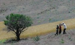 «په ژار» نامزد بهترین فیلمنامه اقتباسی جشنواره فیلم کوتاه داستان