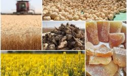 روایتگری پیشرفت در فجر چهل و پنجم-۱ کشاورزی کرمانشاه روی ریل پیشرفت