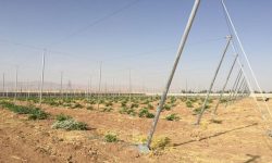 کرمانشاه صاحب بزرگترین «باغ سایبان» کشور می‌شود