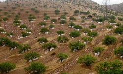 عملیات جنگلکاری در ۱۹۰۰ هکتار از جنگلهای کرمانشاه انجام میشود