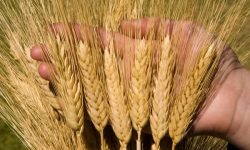 طغیان زنگ زرد در کمین گندمزارهای «سرپل‌ذهاب»