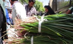 بازار داغ برداشت گیاهان خودروی بهاری در کرمانشاه/ این گیاهان را از ریشه نکنید