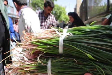 بازار داغ برداشت گیاهان خودروی بهاری در کرمانشاه/ این گیاهان را از ریشه نکنید