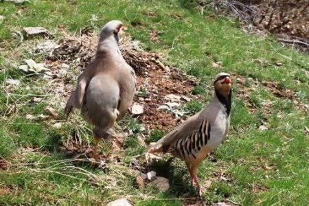 کبک‌های گرفتار، از دستان شکارچی آزاد شدند