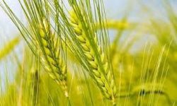 برآورد تولید بیش از یک میلیون تن گندم در کرمانشاه/ آغاز برداشت از یک ماه دیگر